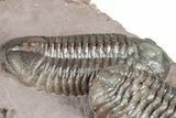 Five Trilobites (Four Species) in Association - Jorf, Morocco #334862-22